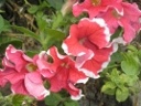 Elen Flowers - Каталог цветов, Петунии крупноцветковые