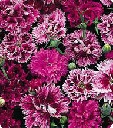 Elen Flowers - Каталог цветов, Гвоздика